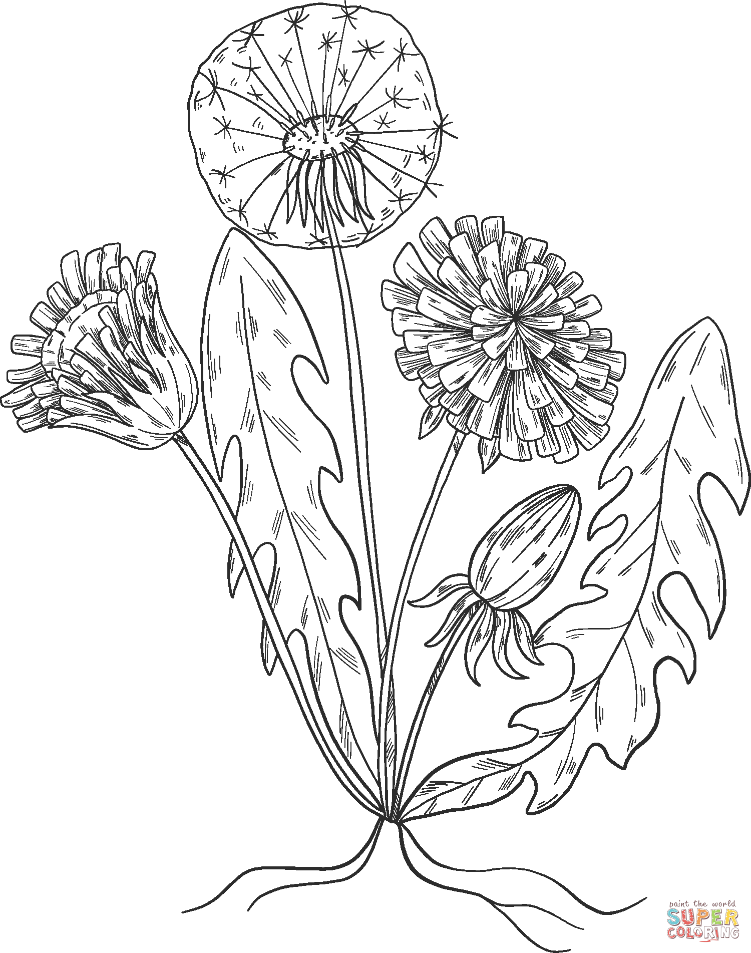 Dandelion Plant coloring page | Free Printable Coloring Pages