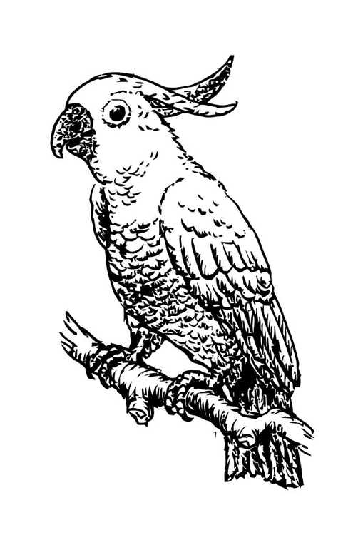 Coloring Page Cockatoo - free printable coloring pages