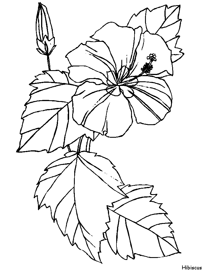 Printable Hibiscus Flowers Coloring Pages - Coloringpagebook.com