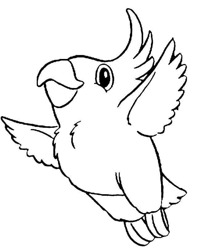 parrot pictures for colouring