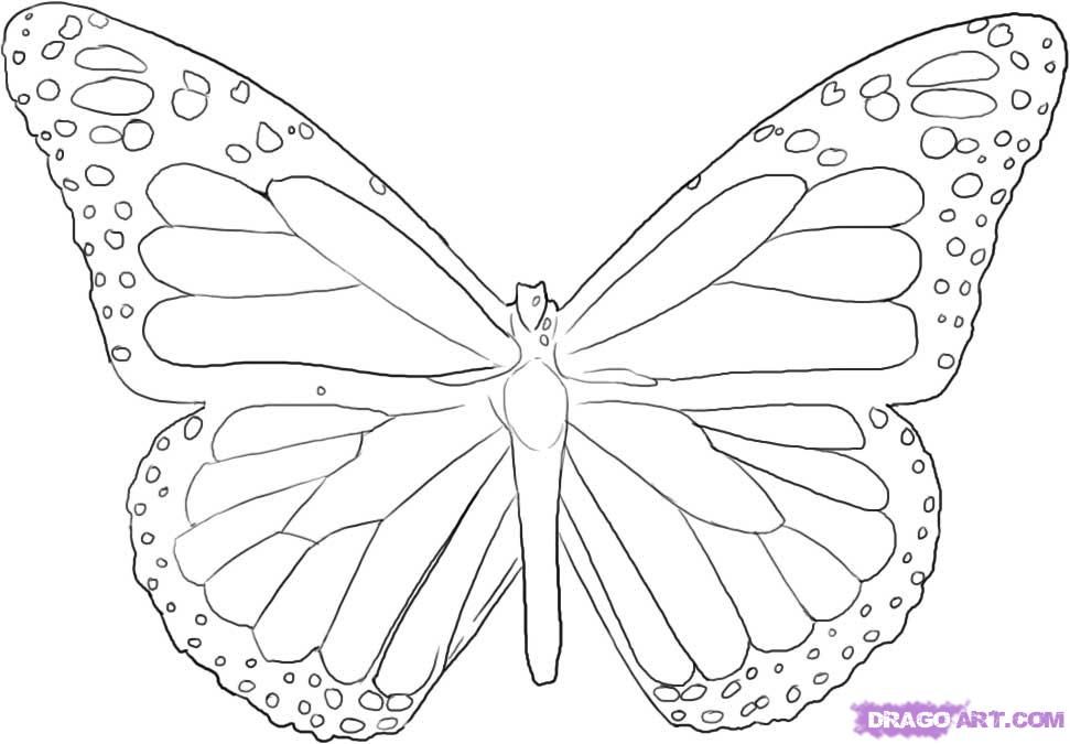 How to Draw a Butterfly, Step by Step, Butterflies, Animals, FREE 