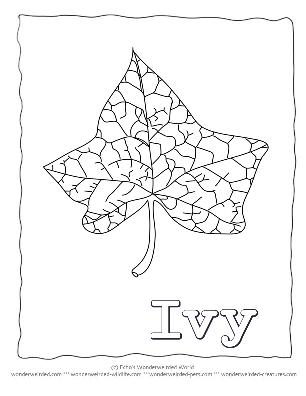 Leaf Coloring Page ivy, Our Coloring Pages of Ivy Leaves