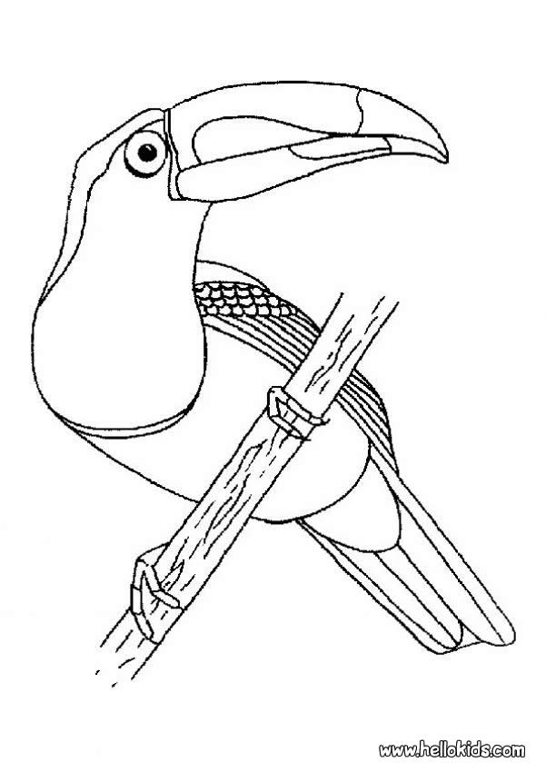 BIRD coloring pages - Bird nest