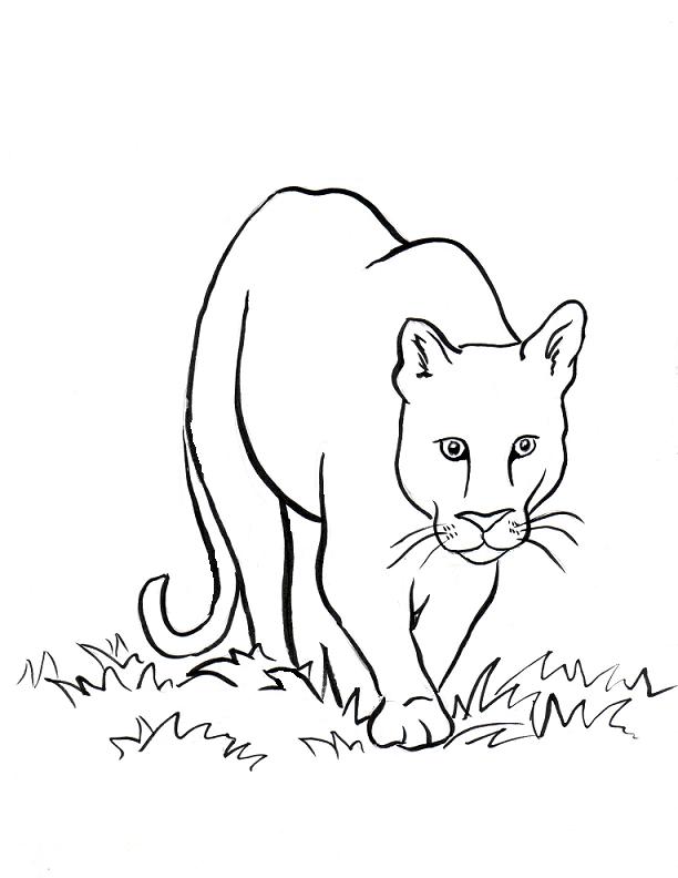 free coloring pages of mountain lions | Coloring Pages For Kids