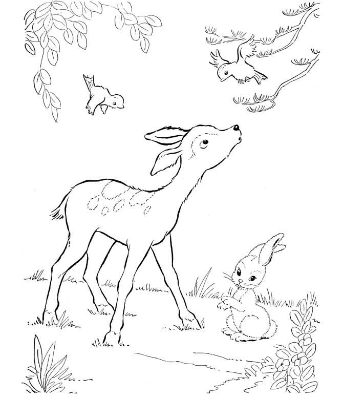 Wild Bambi like Deer Coloring Page - smilecoloring.com