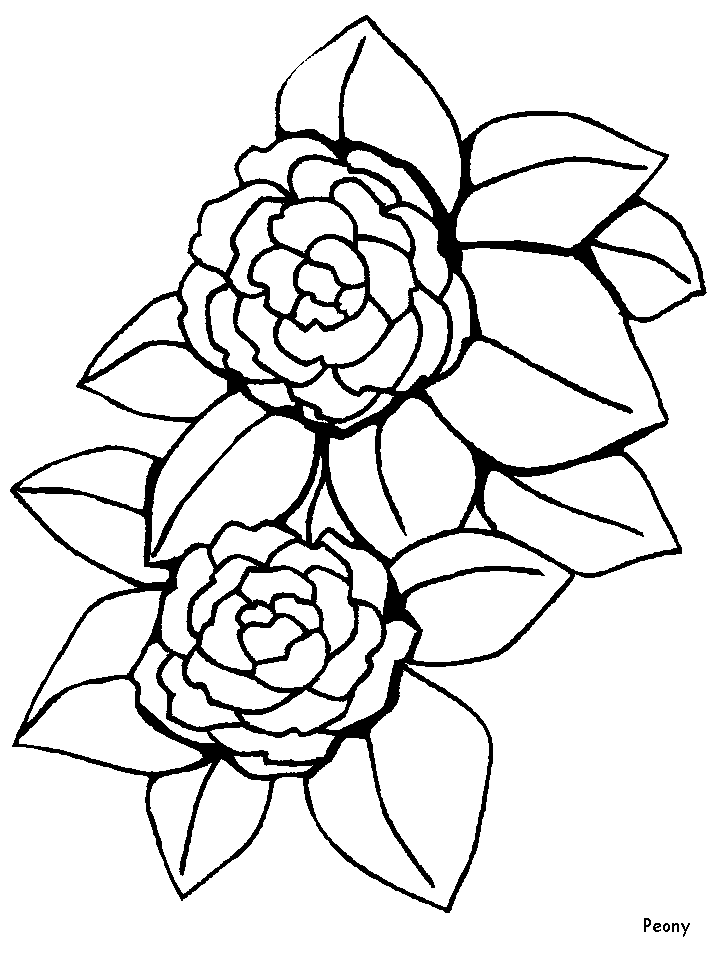 Printable Red Clover Flowers Coloring Pages