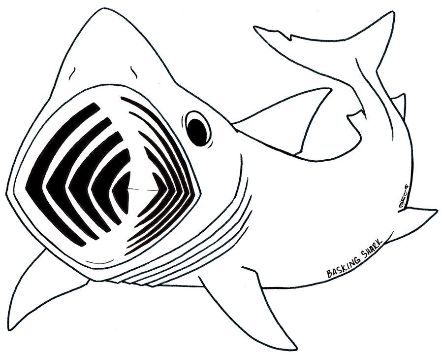 Animal Coloring Shark Printable Coloring Pages Sharks Coloring 