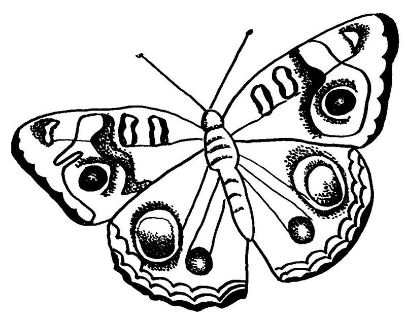 big-dotted-pattern-butterfly-coloring-pages: big-dotted-pattern 