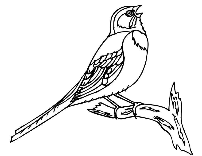 Spring Coloring Page | Bird Perched On Branch