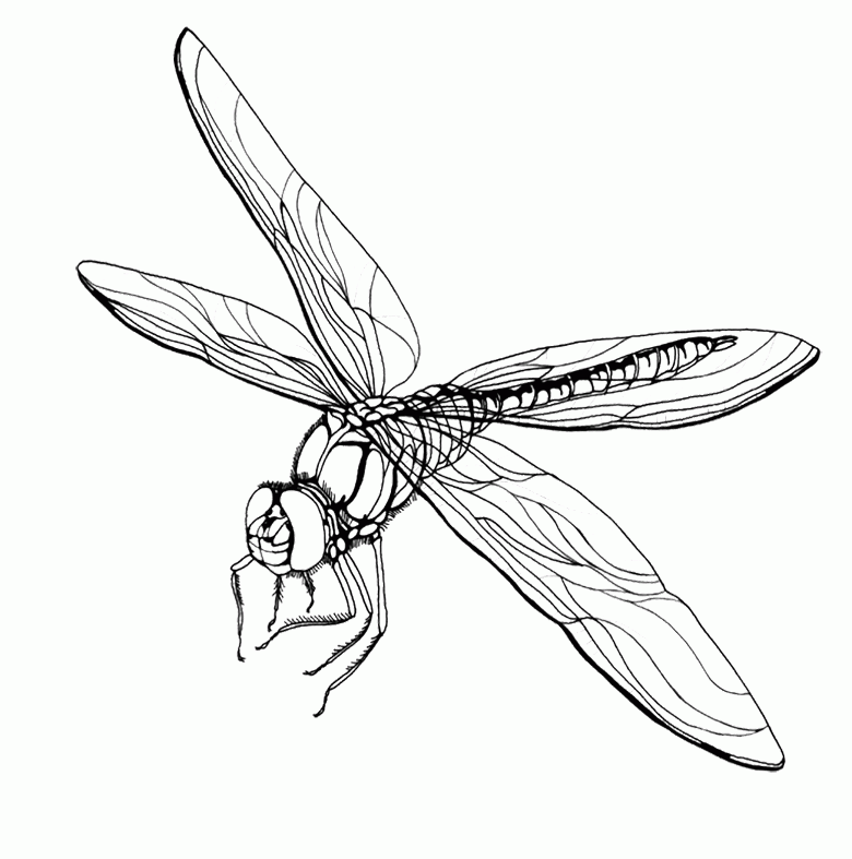 Free Printable Dragonfly Coloring Pages For Kids - Dragonfly 