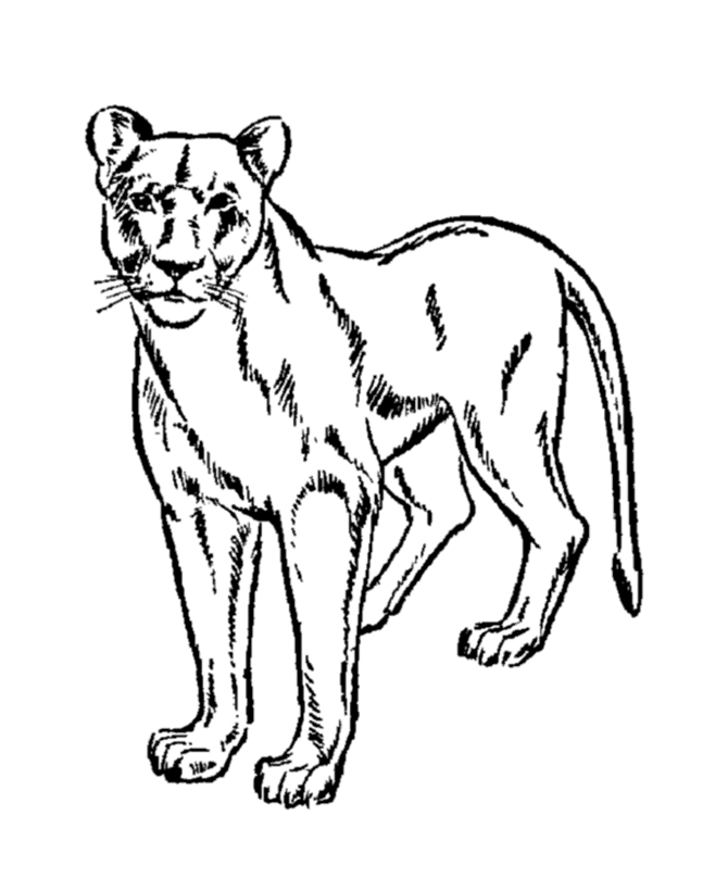 Wild Animal Coloring Pages | Female lion, lioness Coloring Page 