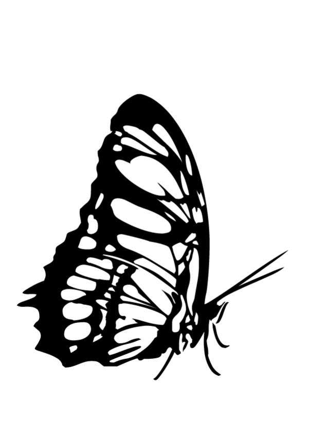 BUTTERFLY coloring pages - West coast butterfly