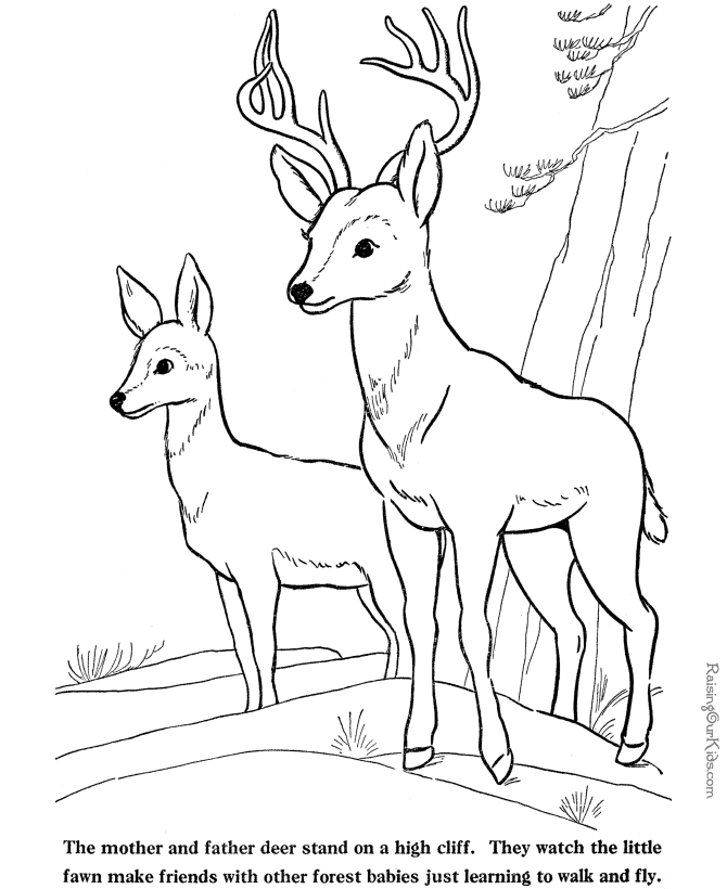 acorn holding bible coloring page