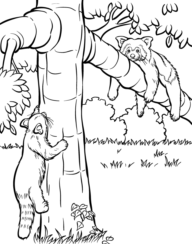 Coloring Book Animal Illustrator Animal Coloring Page Artist