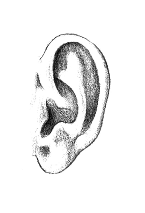 Coloring Pages Of Ears. sanggabuana.dvrlists.com