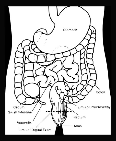Excretory System Coloring Pages - Learny Kids