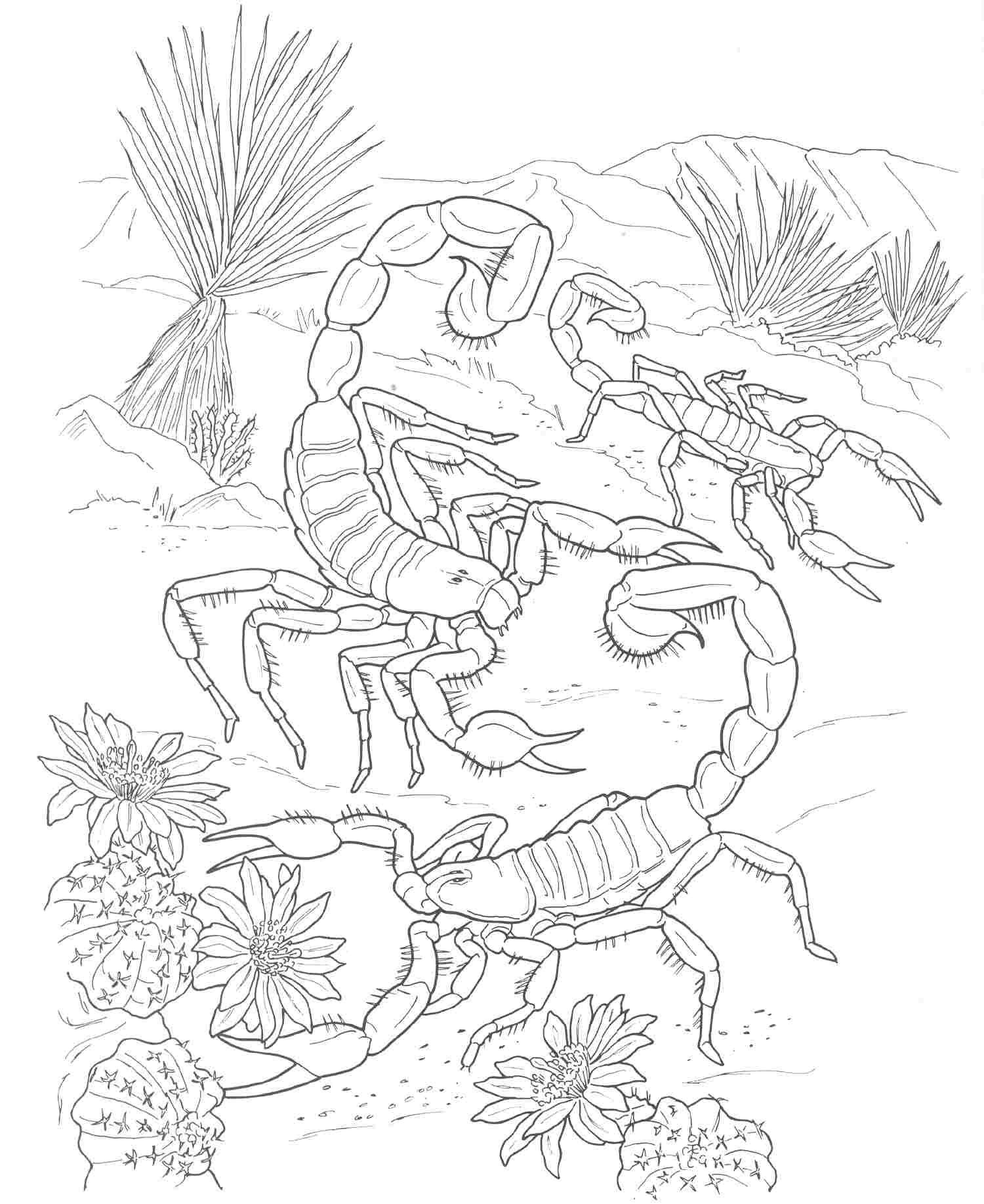 coloring pages for adults realistic animals - Google Search ...