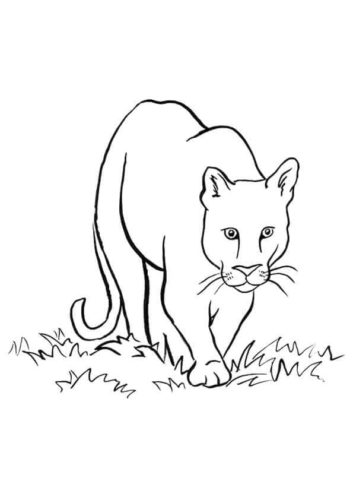 Cougar Paw Color Page Coloring Pages - Cougar Coloring Pages | wedothings.co