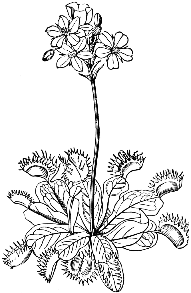 Venus' Fly-trap | ClipArt ETC