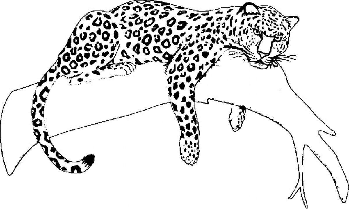 Cheetah Coloring Pages | 100 Pictures Free Printable