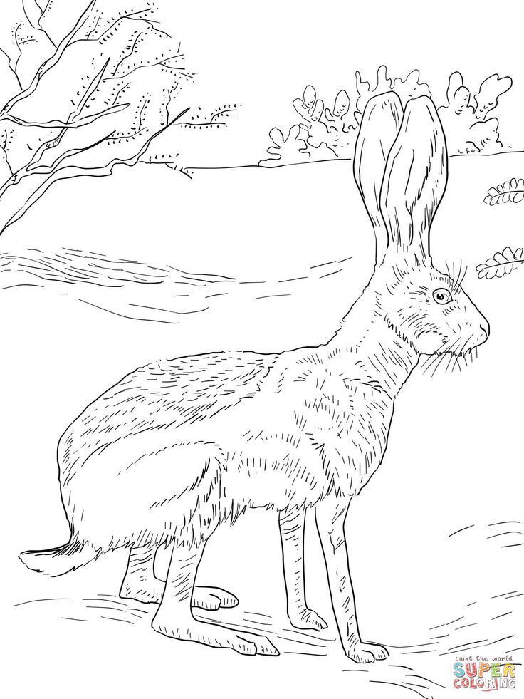 Antelope Jack Rabbit | Super Coloring | Owl coloring pages, Bunny coloring  pages, Animal coloring pages