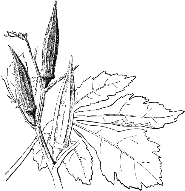 Okra Coloring Pages | Coloring pages, Vegetable coloring pages, Color