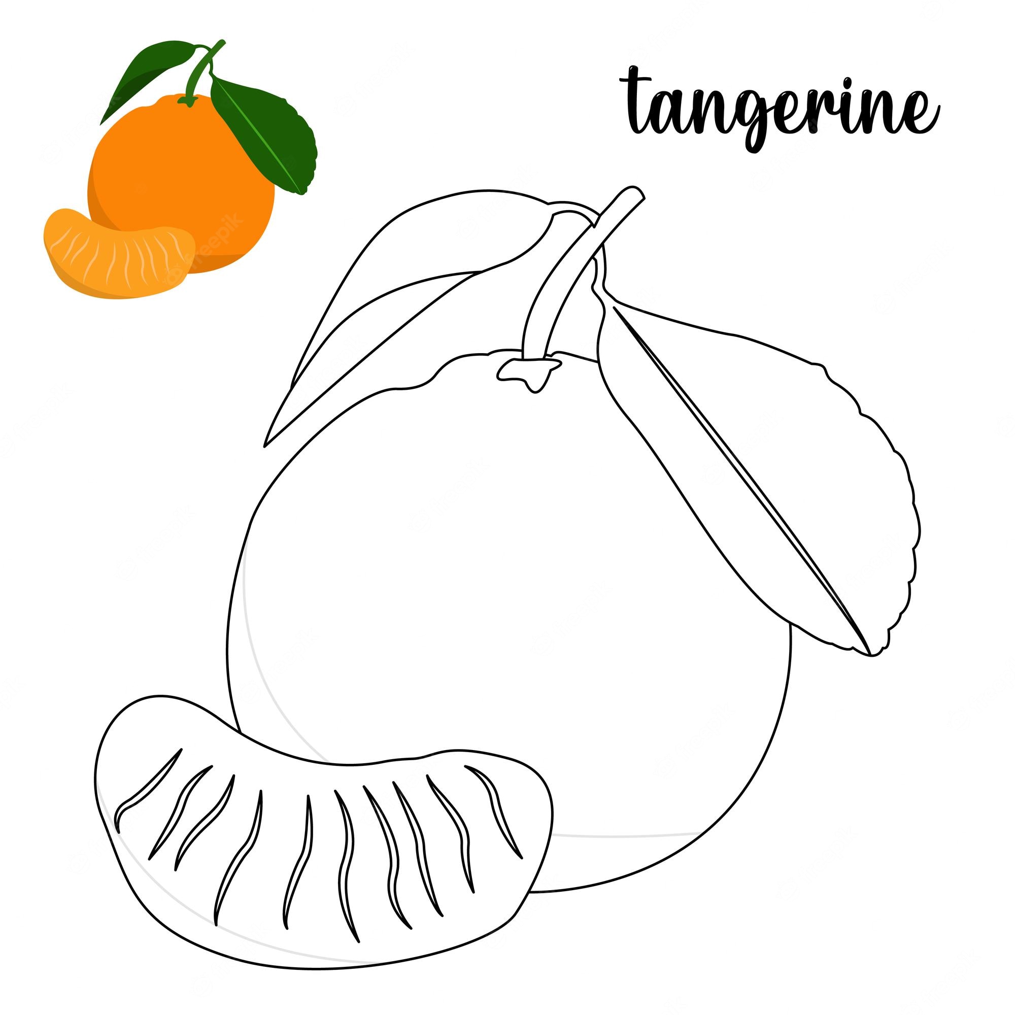 Premium Vector | Coloring page, tangerine coloring page