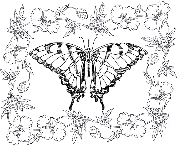 5 Butterfly Coloring Pages for Adults! - The Graphics Fairy