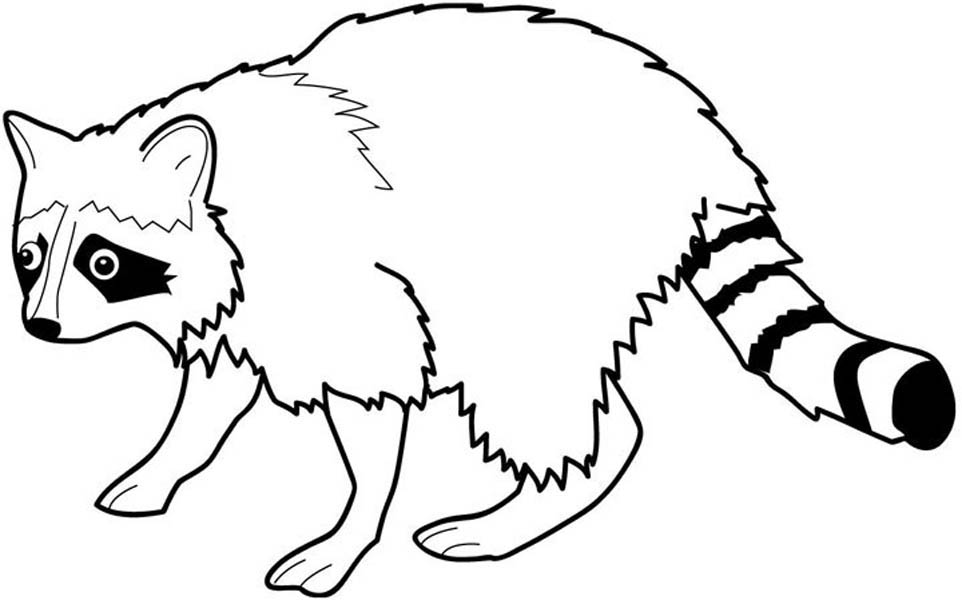 Wild cat - raccoon coloring book to print and online