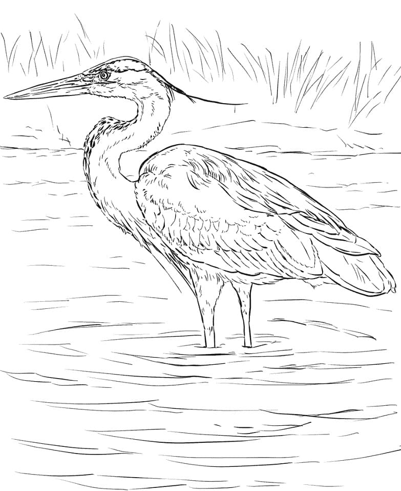 Great Blue Heron 3 Coloring Page - Free Printable Coloring Pages for Kids