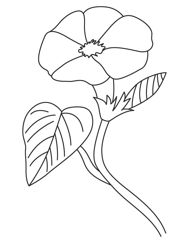Open morning glory coloring page | Download Free Open morning ...