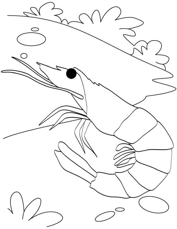 Red bee shrimp coloring page | Download Free Red bee shrimp ...