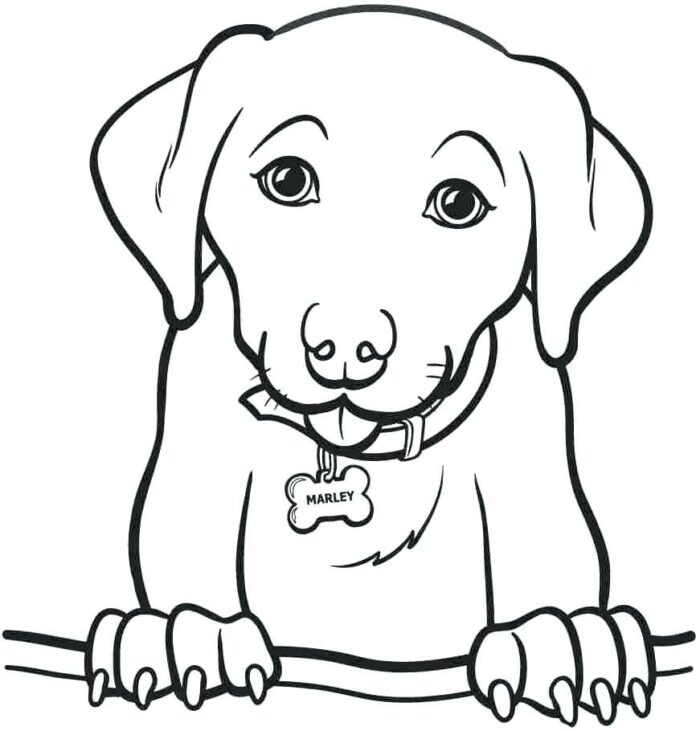 Little dog coloring book with collar printable and online