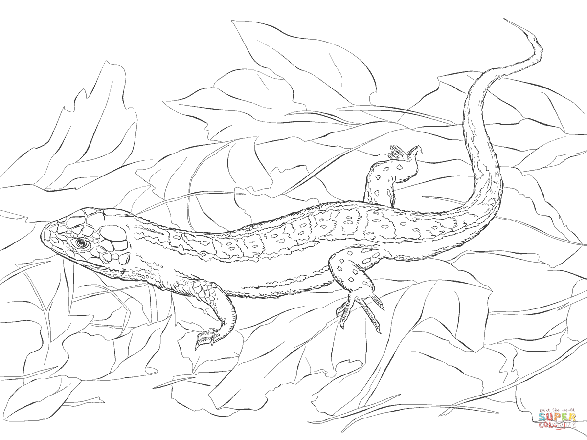 Sand Lizard coloring page | Free Printable Coloring Pages