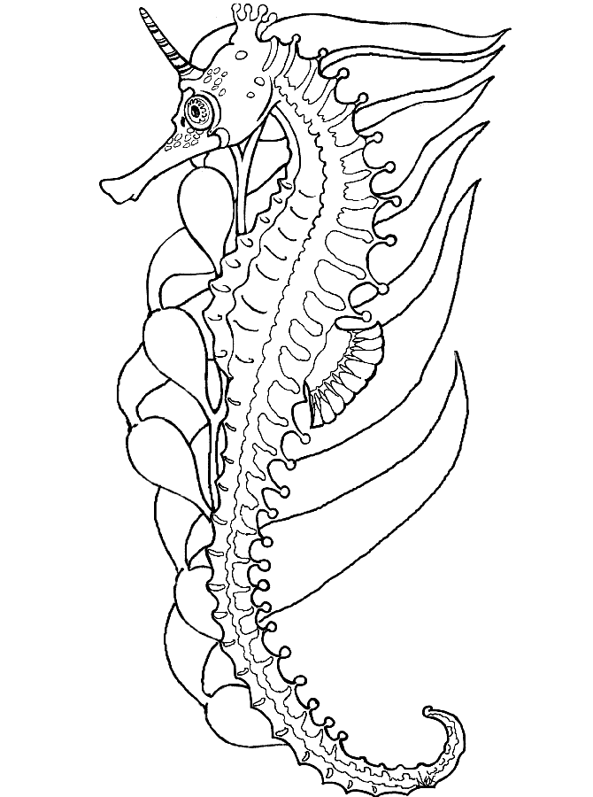 Seahorse coloring pages to download and print for free