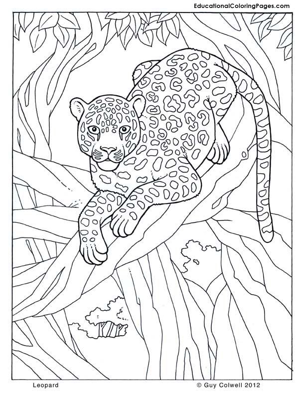 all coloring pages | Animal Coloring Pages for Kids