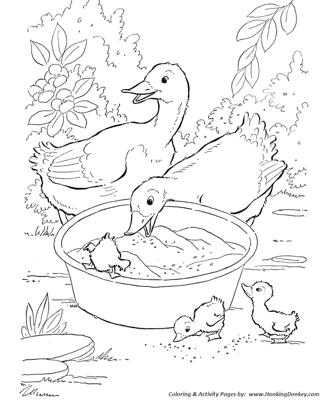 Farm Animal Ducks eating grain Coloring Pages | Printable Duck Coloring Page  and Kids Activity sheet | HonkingDonkey