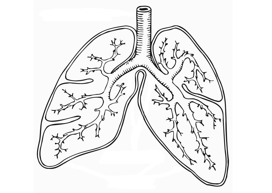Lungs coloring worksheet | Respiratory System (Lungs) | Pinterest ...