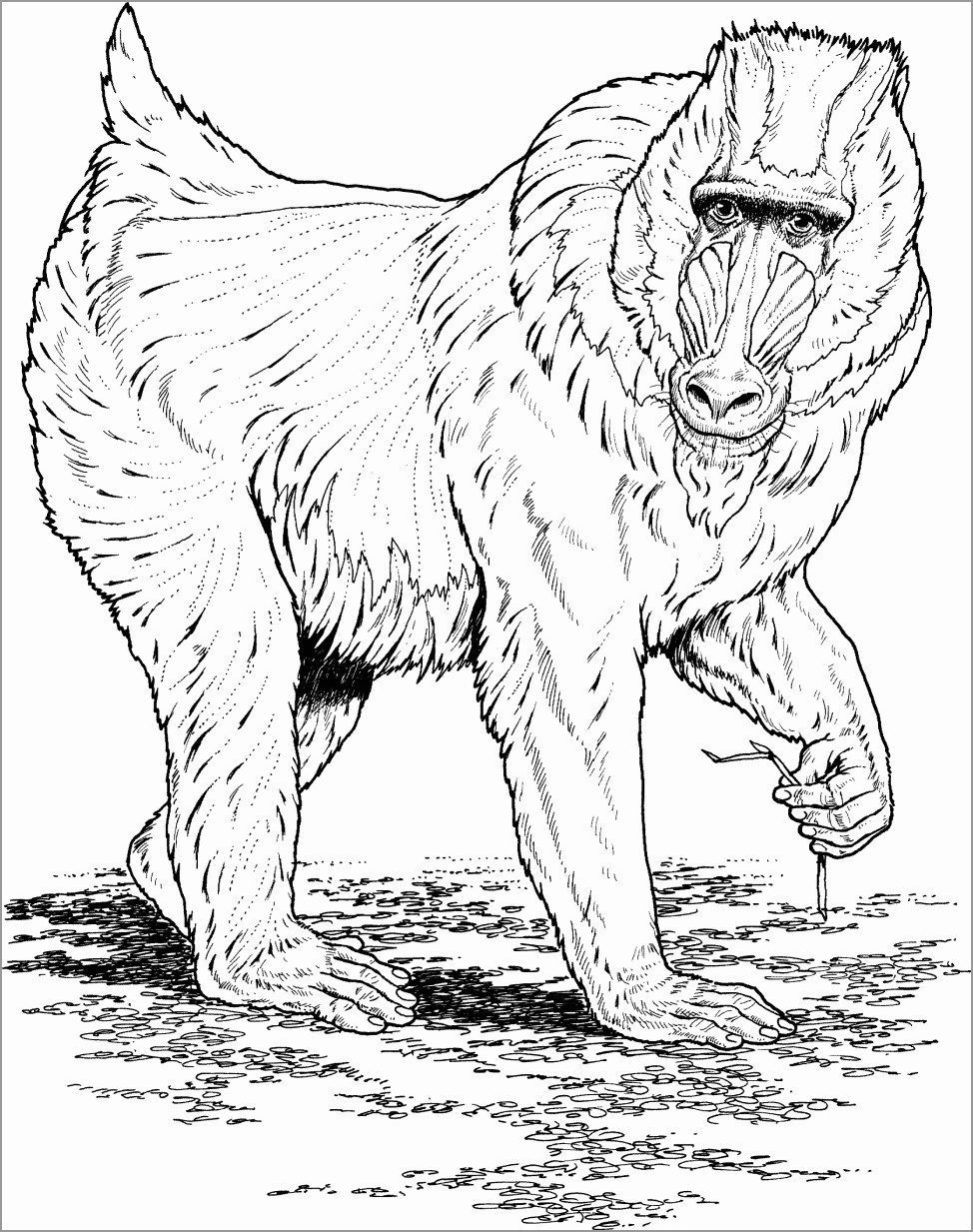 Realistic Baboon Coloring Page - ColoringBay