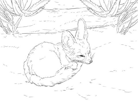 Fennec Fox curls up into a ball coloring page from Fennec fox category.  Select from 26073 printable crafts of carto… | Fox coloring page, Coloring  pages, Fox crafts