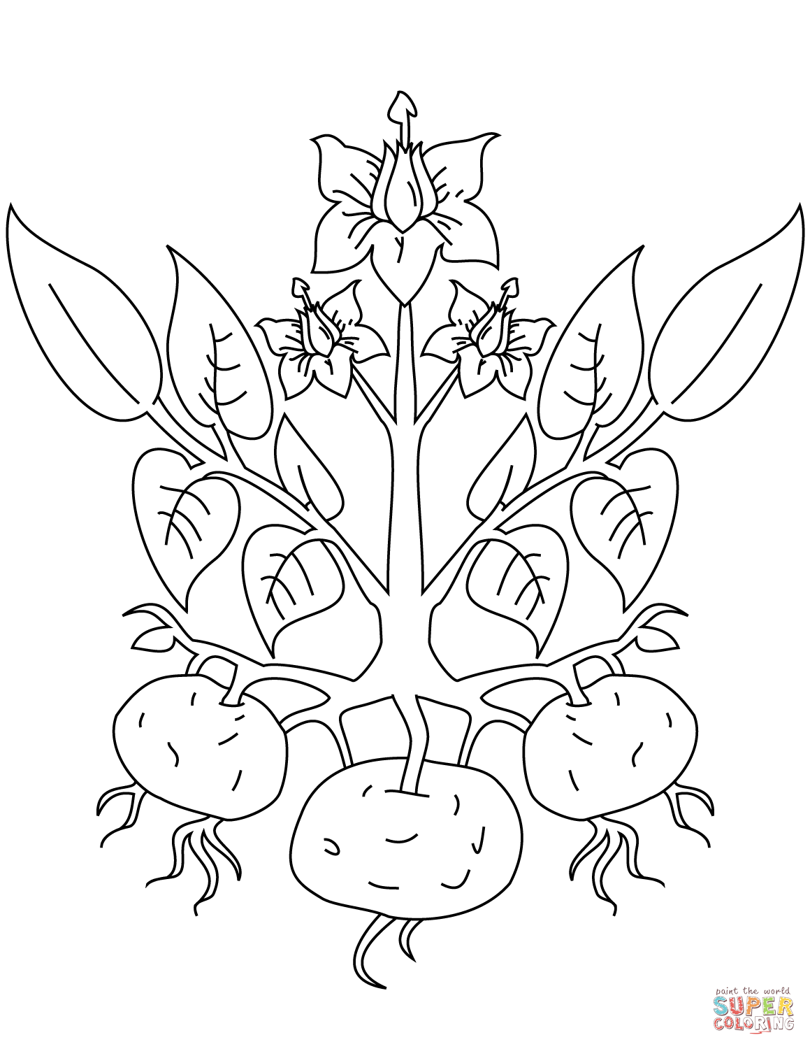 Potato Plant coloring page | Free Printable Coloring Pages