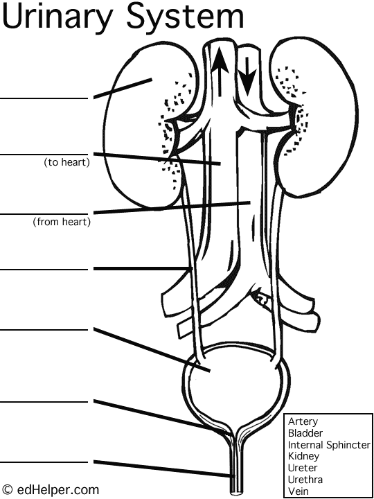 Urinary System Diagram Worksheet | Body systems worksheets ...