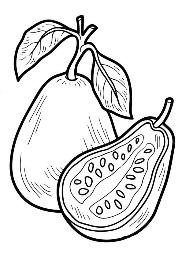 Coloring Pages | Printable Guava Coloring Page for kids