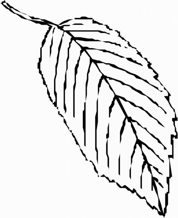 Leaf Coloring Pages Free Coloring Pages Leaf Template Coloring ...