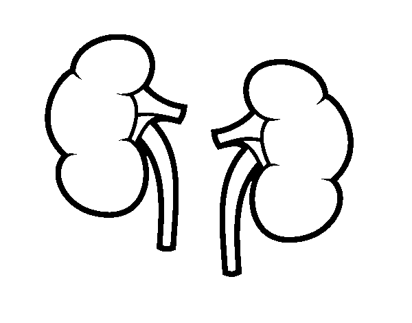 Childrens coloring pages kidney