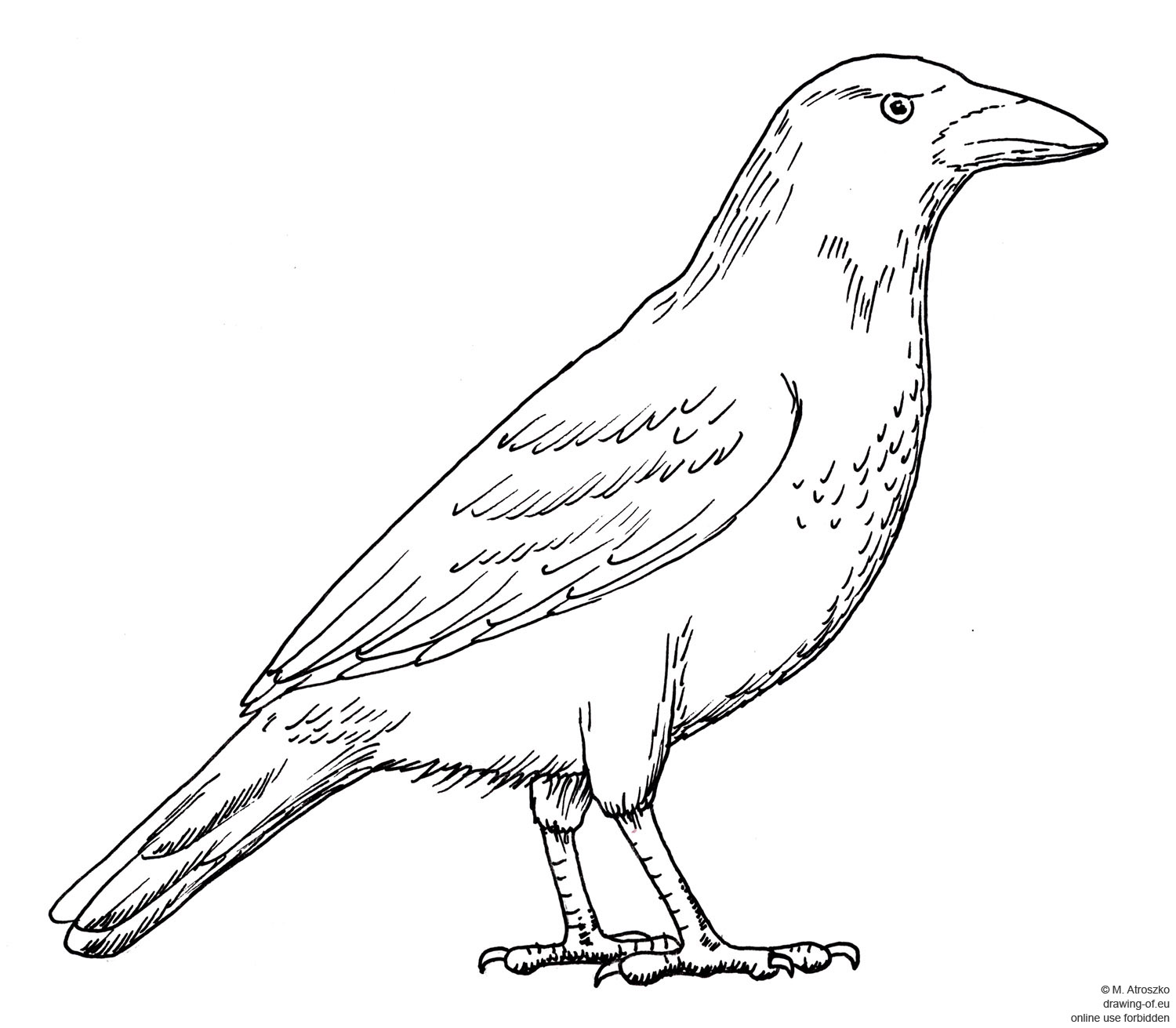 Drawing of crow – drawing-of.eu