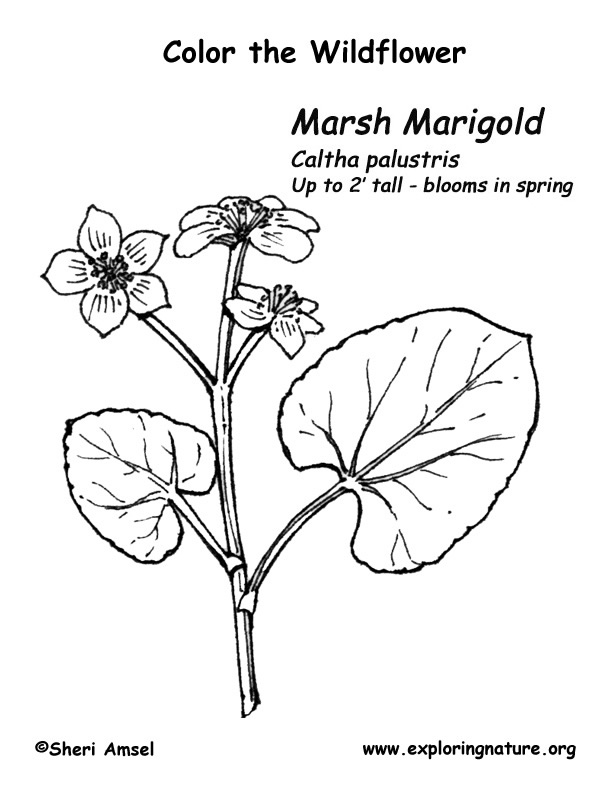 Marsh Marigold Coloring Page