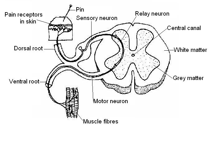 14.7: Nervous System Worksheet Answers - Medicine LibreTexts