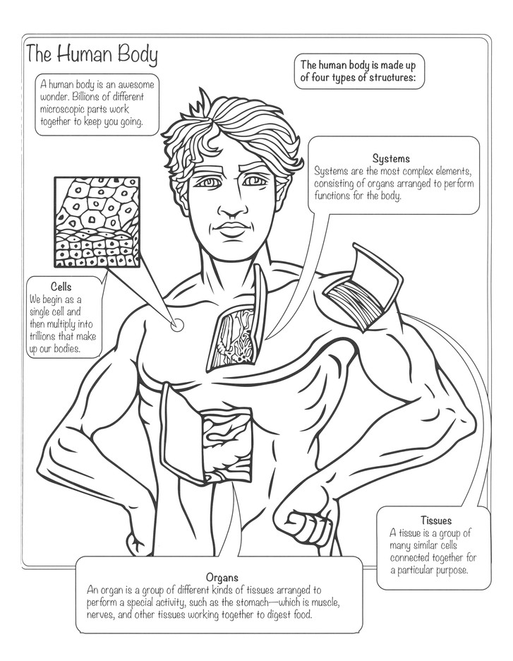 My Human Body Coloring Book: George Toufexis: 9781631581519 -  Christianbook.com