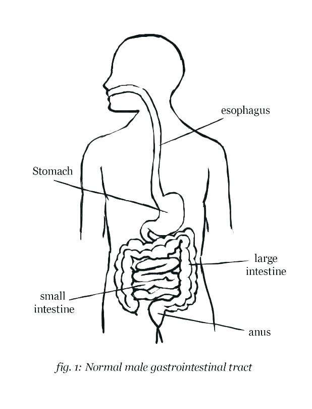 33 Digestive System Coloring Sheets - Free Printable Coloring Pages